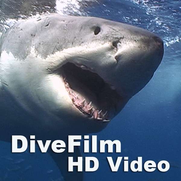 DiveFilm HD Video