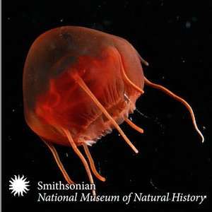 Ocean Science – Smithsonian Institution National Museum of Natural History