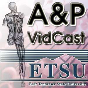 Anatomy & Physiology VidCast – Lab Videos – Dr. Allan Forsman Health Sciences