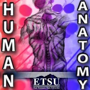 Anatomy – Upper Division – Dr. Allan Forsman Health Sciences
