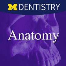 Dental Anatomy – University of Michigan School of Dentistry