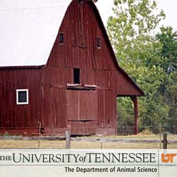 Animal Science – TN Cattle Lane – Ag Campus