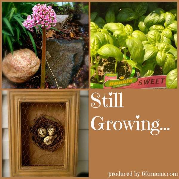 Still Growing…A Weekly Gardening Podcast