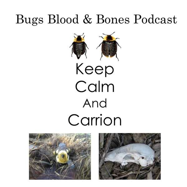 Bugs Blood and Bones
