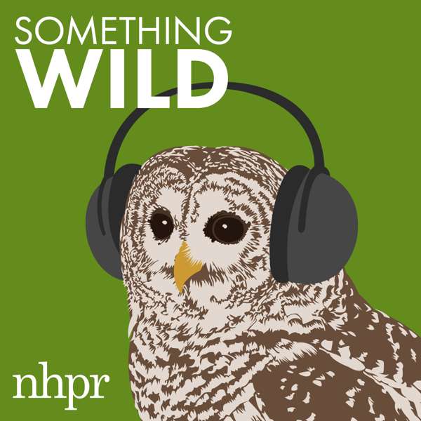 Something Wild – Something Wild