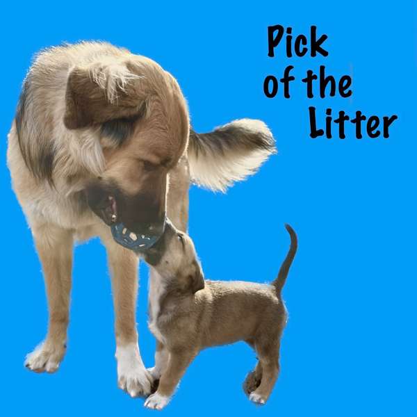Pick of the Litter Podcast