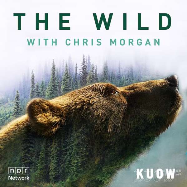 The Wild with Chris Morgan – KUOW News and Information
