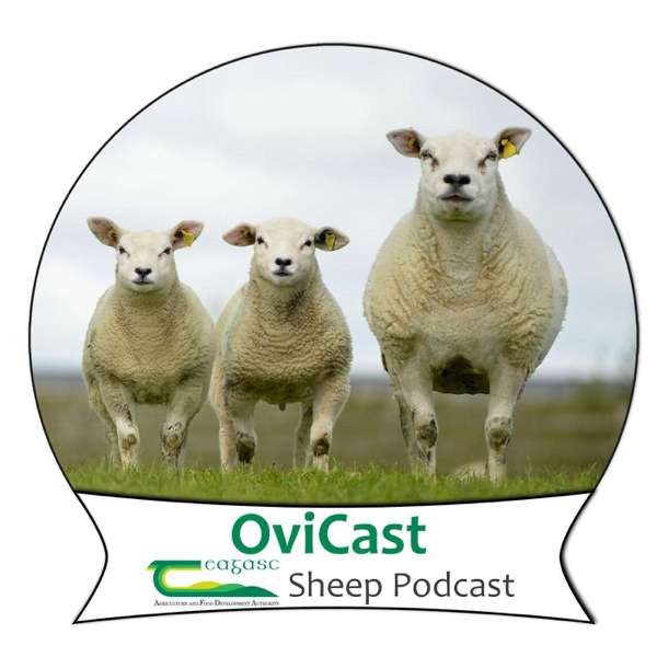 OviCast – OviCast