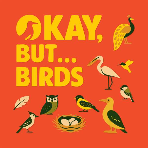 Okay, But… Birds